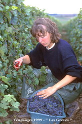 Vendanges 1999 Harvest - Vignobles Raymond Boulard et Fils - Vineyards  Champagne